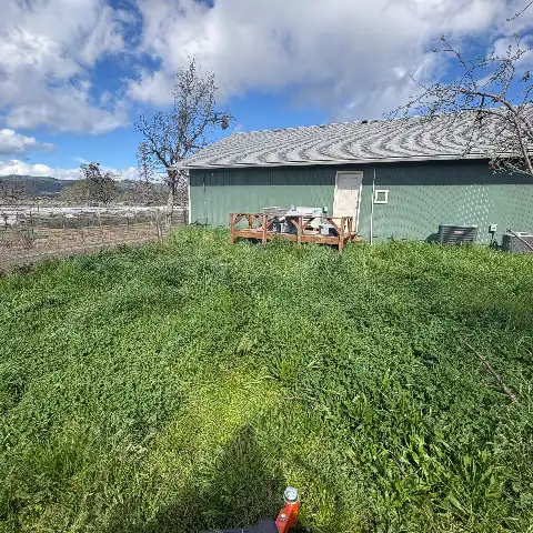 side lawn before service with tall overgrown grass beside a green house